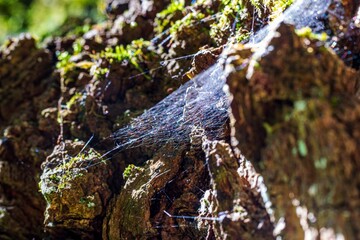 spider web on the tree