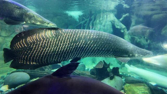 4k video footage of large arapaima gigas fish swim inside the giant aquarium.
