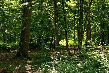 Obraz premium green forest in the morning