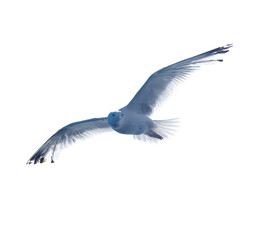 seagull in flight. isolated background