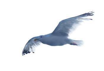 seagull in flight. isolated background