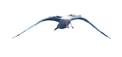 seagull in flight. isolated background