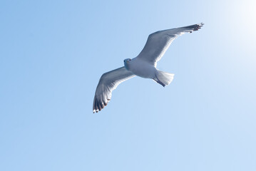 a seagull flies in a clear blue sky.