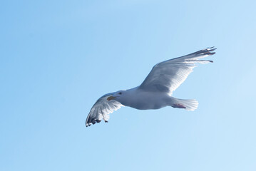 a seagull flies in a clear blue sky.