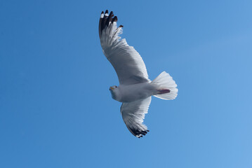 a seagull flies in a clear blue sky.