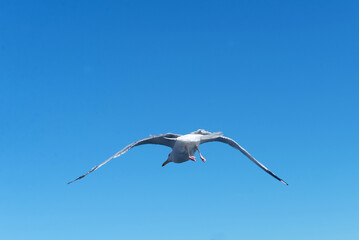 a seagull flies in a clear blue sky.