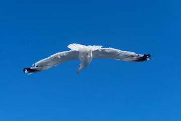 a seagull flies in a clear blue sky.