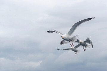 three seagulls soaring across a clear blue sky with fluffy white clouds drifting gently on a calm and peaceful day