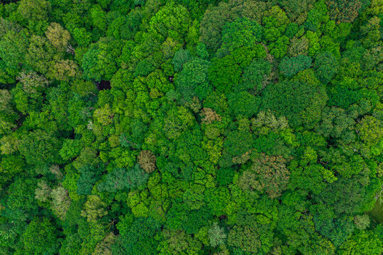 Texture of green forest top view. The lungs of the Earth concept