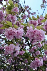 pink cherry blossom, cherry blossom tree, japan, pink flower