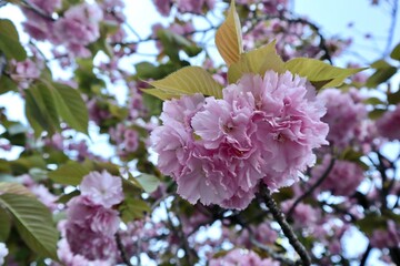 cherry blossom tree, cherry blossoms, japan, pink, cherry blossom, spring