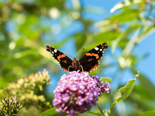 butterfly on flower