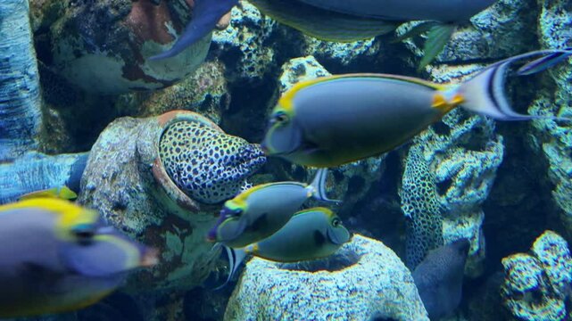 4k video footage of Moray Eel ( Gymnothorax undulatus ) hide in crevices among rocks and coral inside the aquarium.