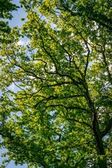 Fototapeta premium trees in the forest