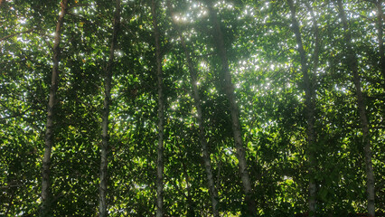 green grass background sunlight spot