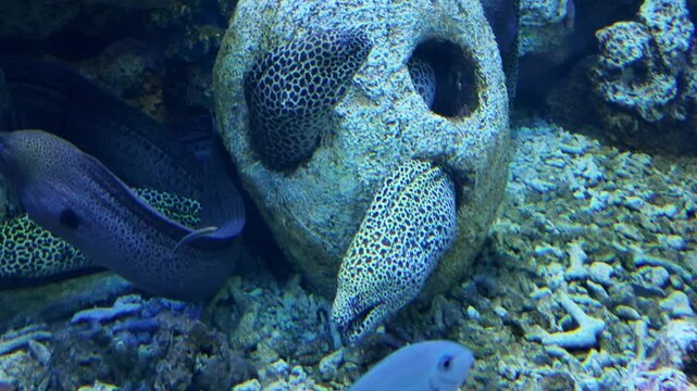 4k video footage of Moray Eel ( Gymnothorax undulatus ) hide in crevices among rocks and coral inside the aquarium.