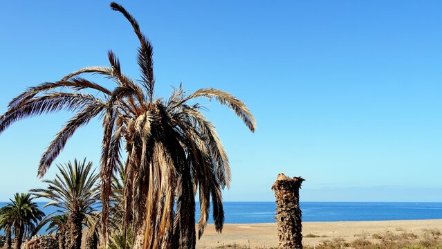 Phoenix Canariensis and Rhynchophorus ferrugineus. Coconut palms killed by the plague of the red palm weevil. Ocean in the background