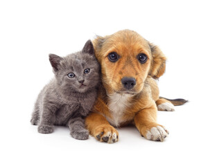 Puppy and kitten. © voren1