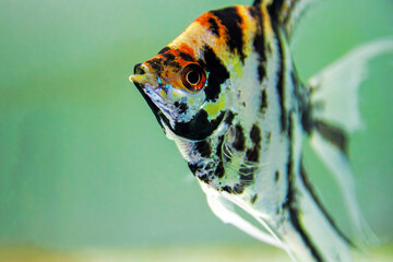 Tricolor koi freshwater angelfish - Pterophyllum scalare 
