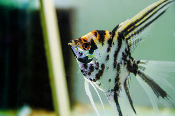 Tricolor koi freshwater angelfish - Pterophyllum scalare 
