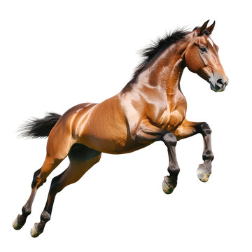 Brown horse leaping in air