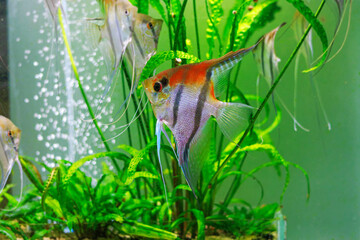 Manacapuru angelfish, also known as Red Shoulder angelfish