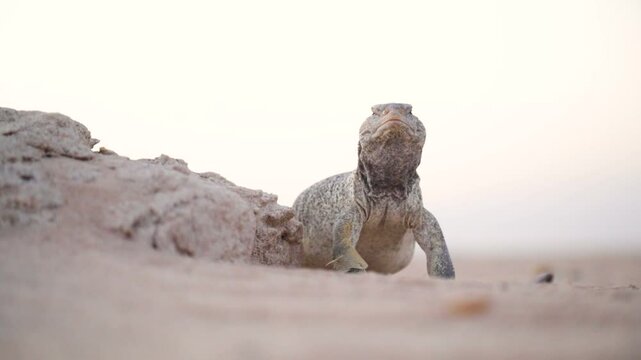 Rack focus on a spiny tailed lizard (dhub) in the desert of Kuwait.