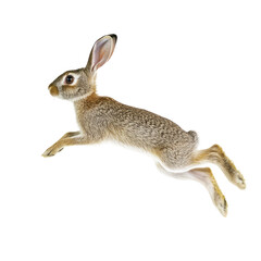 Fototapeta premium A brown rabbit jumps in mid-air.