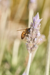 A bee perched on a violet flower