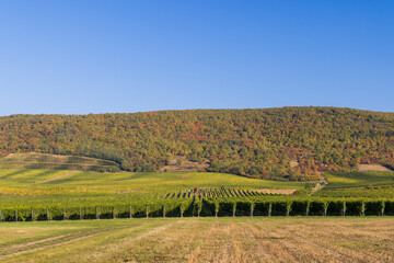 Autumn vineyard near Tokaj town, Tokaj region, Great Plain and North, Hungary