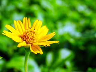 Pretty yellow creeping daisy flower, close-up of pollen yellow creeping daisy flower,  yellow creeping daisy flowers growing in spring