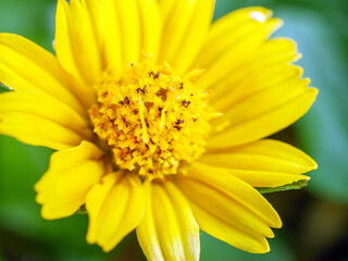 blooming pretty yellow creeping daisy flower, close-up of pollen yellow creeping daisy flower,  yellow creeping daisy flowers growing in rainy season