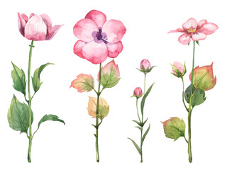 Set of watercolor blooming flowers - botany illustration. Hand painted aquarelle cute pink flowers on white background