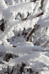 Winter forest landscape. Tall trees under snow cover. January frosty day in park.