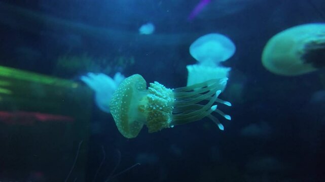 Marine Jellyfish swim slowly under colorful lights inside the aquarium at Sea World, Ancol, Jakarta, Indonesia.