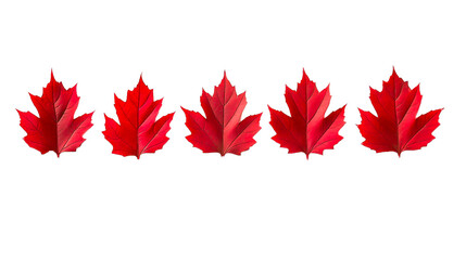 orange and red maple leaves without background, autumn foliage, fall.