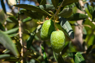 Close-Up of Olives growing on tree