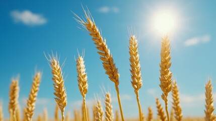 Close-up of golden wheat ears swaying gently in the wind under a bright blue sky, sun shining in the background 