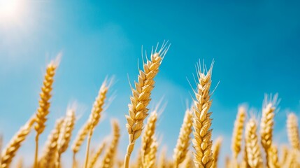 Close-up of golden wheat ears swaying gently in the wind under a bright blue sky, sun shining in the background 