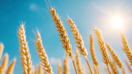 Close-up of golden wheat ears swaying gently in the wind under a bright blue sky, sun shining in the background 