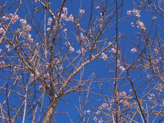 Peach trees in winter blooming pink flowers