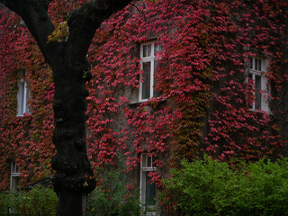 House facade covered with ivy. Perennial climbing Parthenocissus Tricuspidata plant vine on the wall in red autumn color