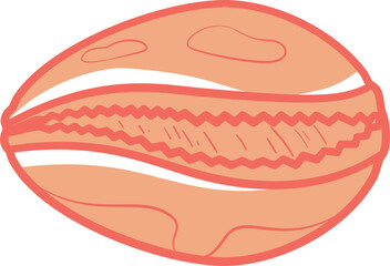 Sea shell colored illustration vector