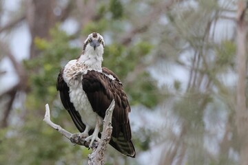 Osprey perched on a tree branch