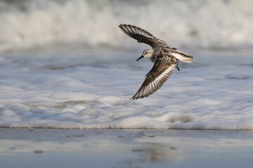 Sanderling bird in mid-flight over foamy beach waves