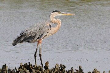 Great blue heron standing in shallow water
