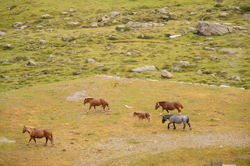 Group of horses grazing freely in the mountains.