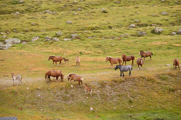 Group of horses grazing freely in the mountains.