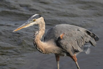 Close-up of a great blue heron in shallow water