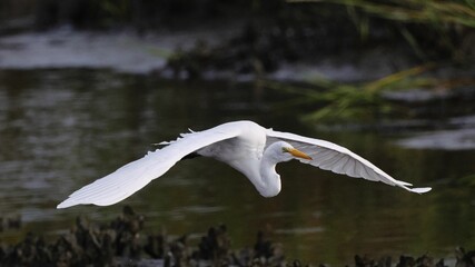 White egret in flight over a marsh